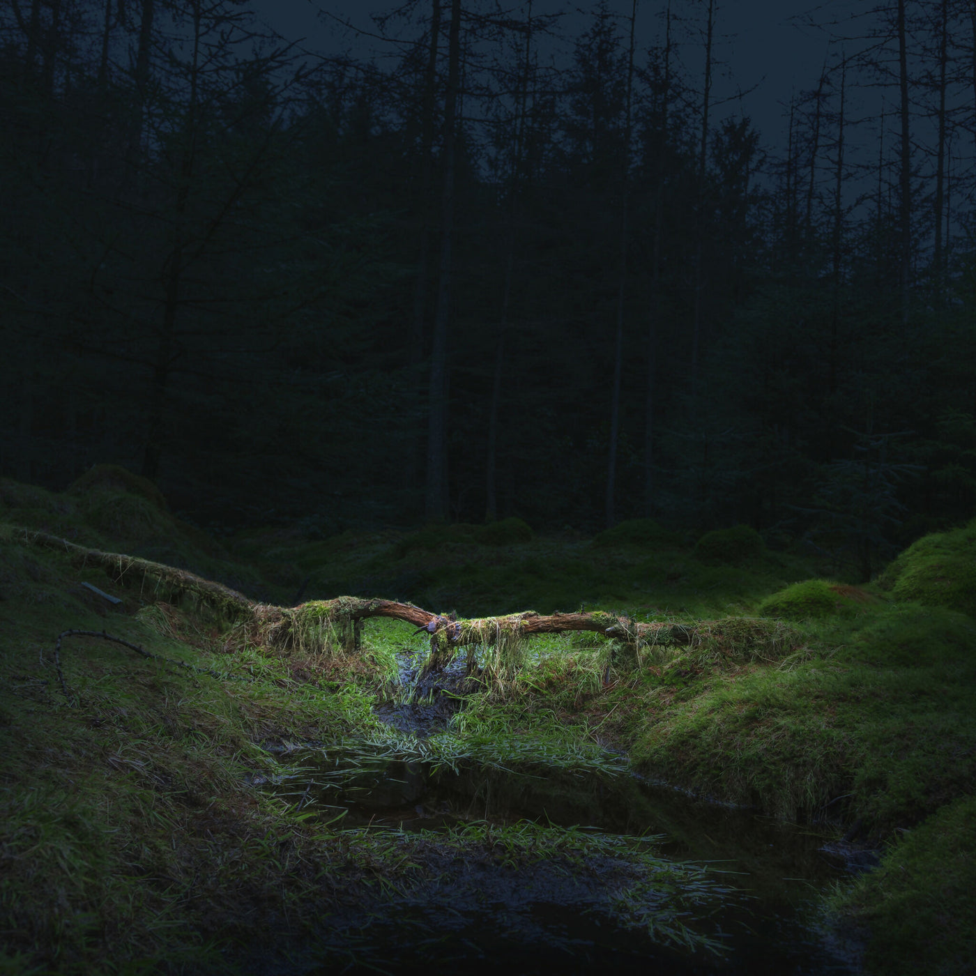 Forest Bathing 2