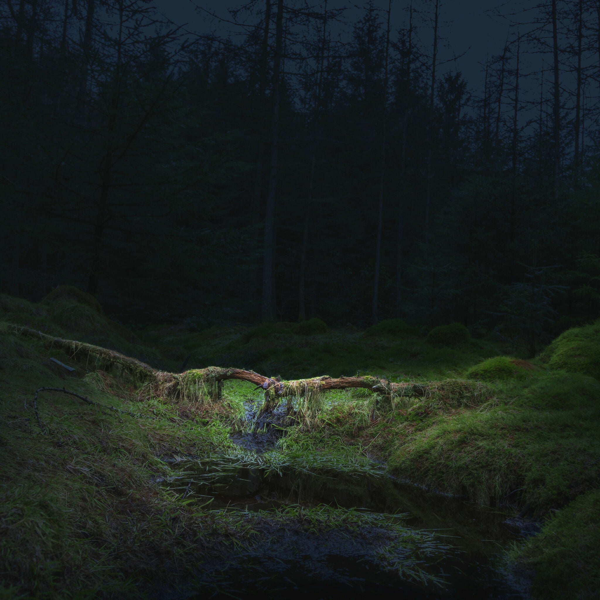 Forest Bathing 2