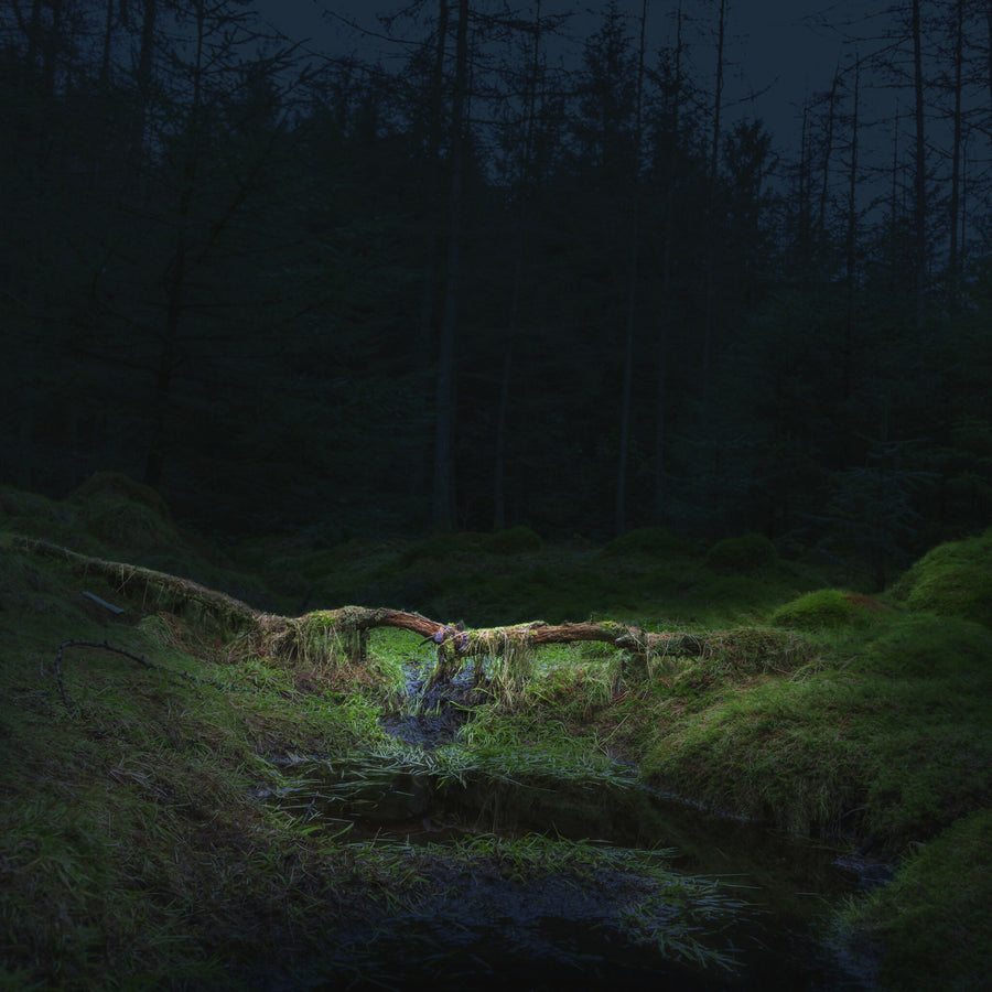 Forest Bathing 2