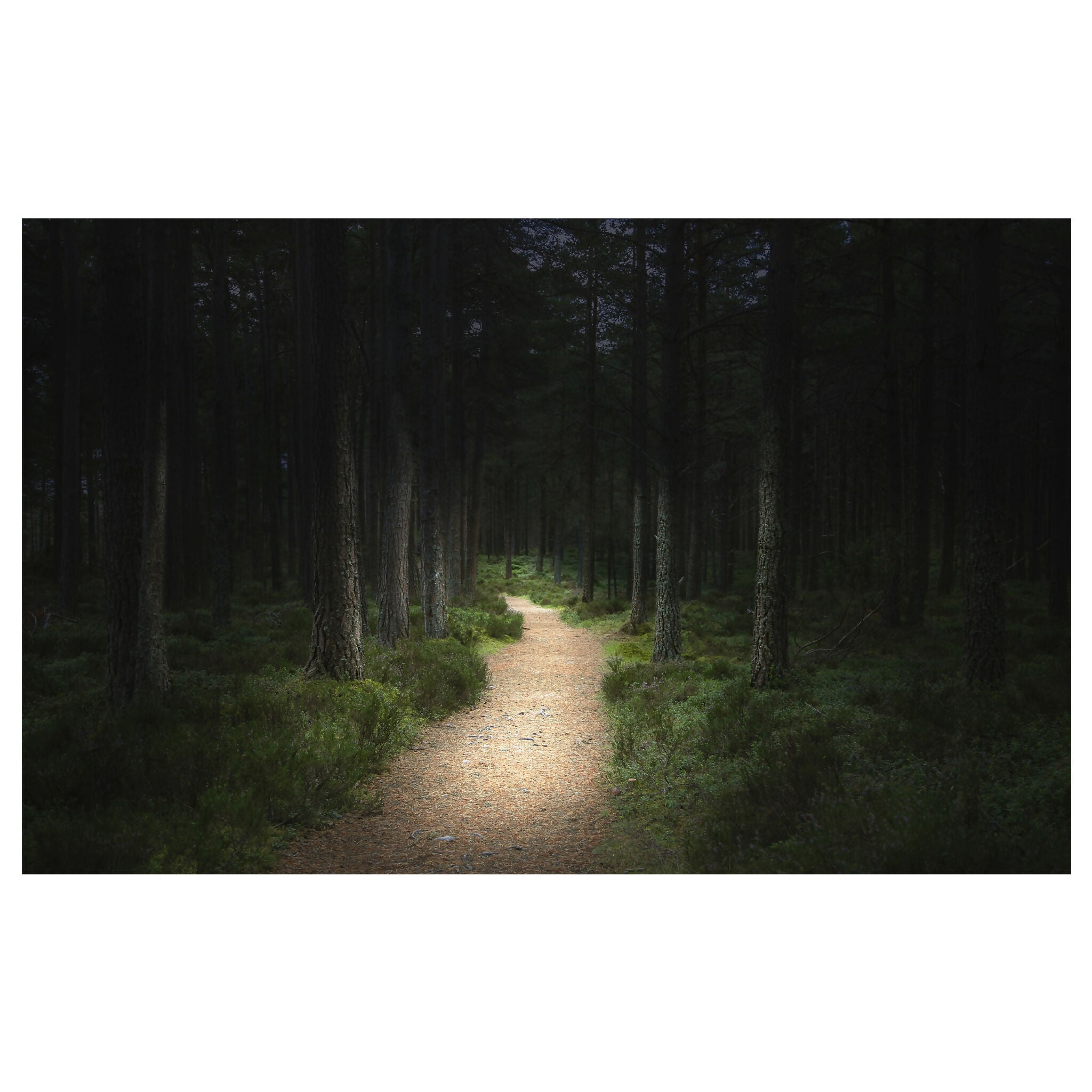 Forest Bathing 12