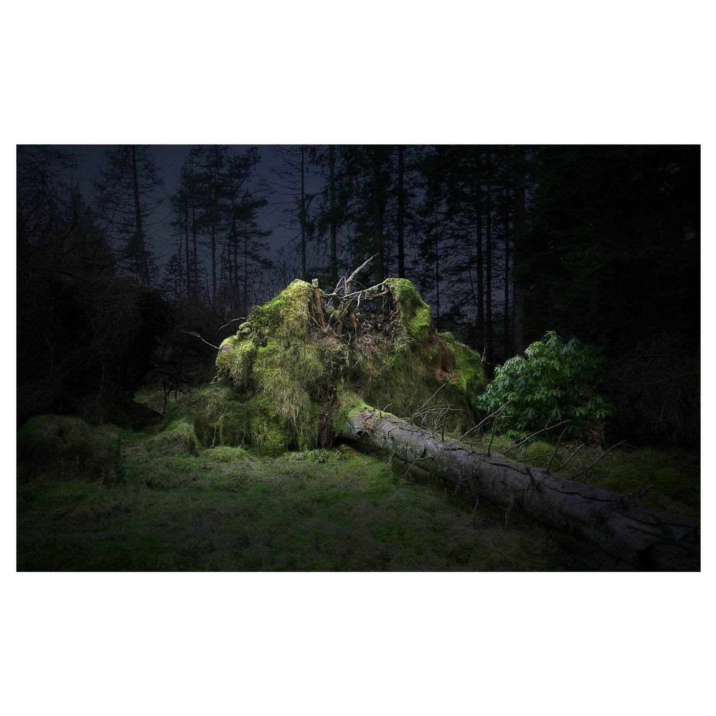 Forest Bathing 42