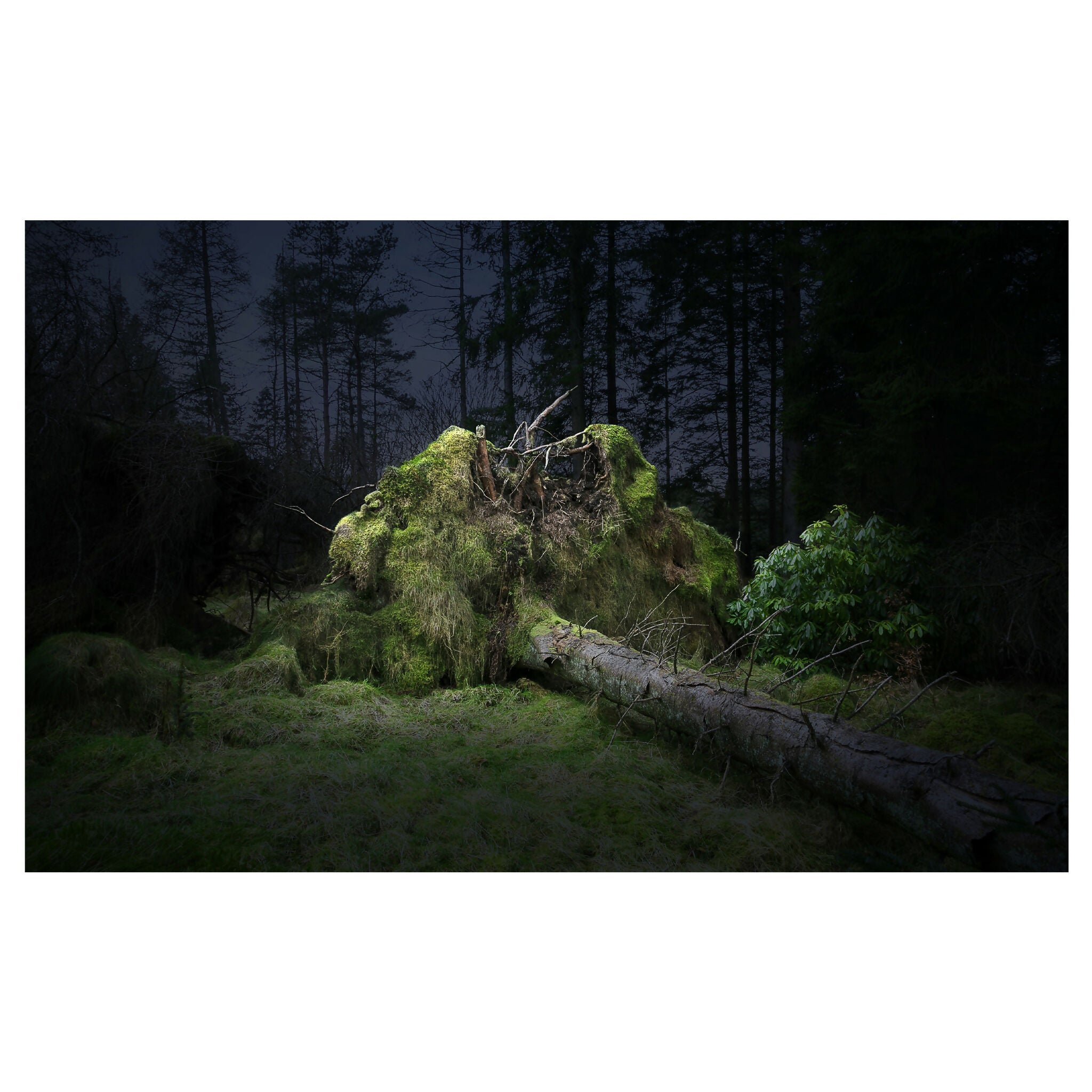 Forest Bathing 42