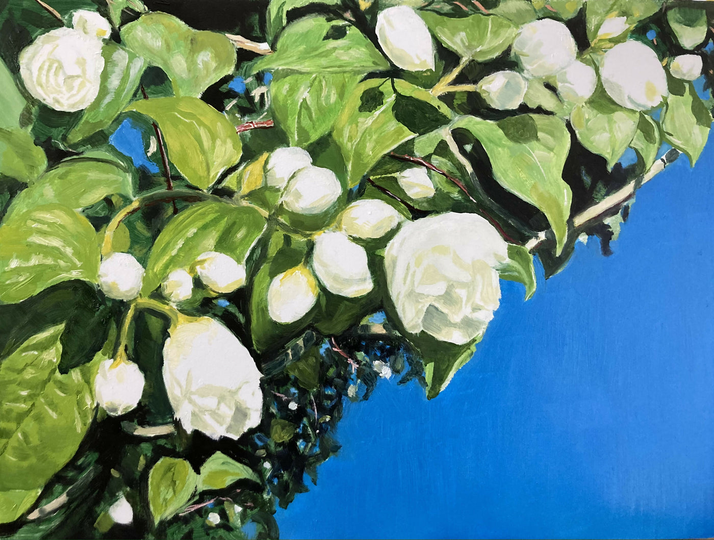 Orange Blossom