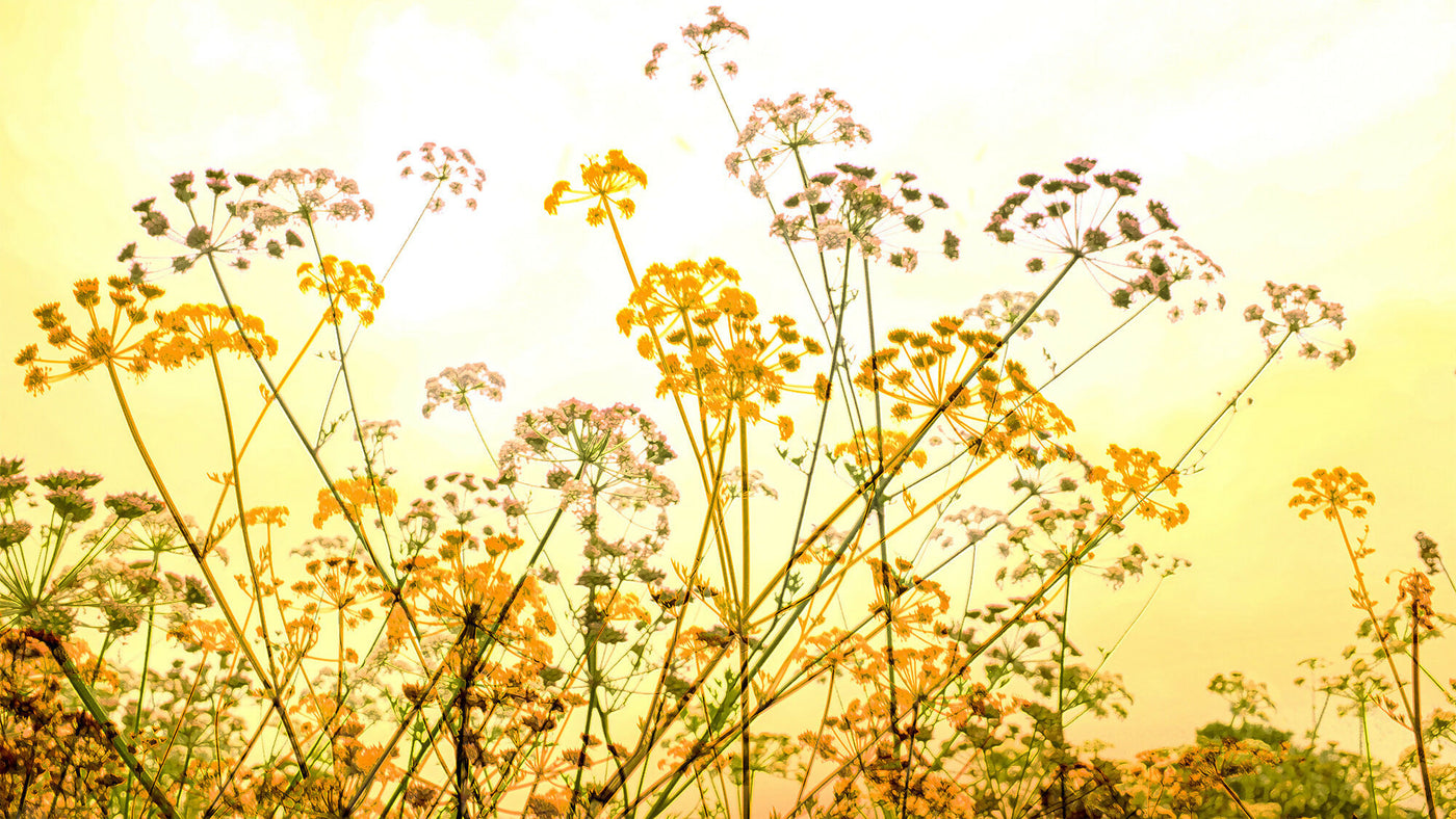 Water Meadow