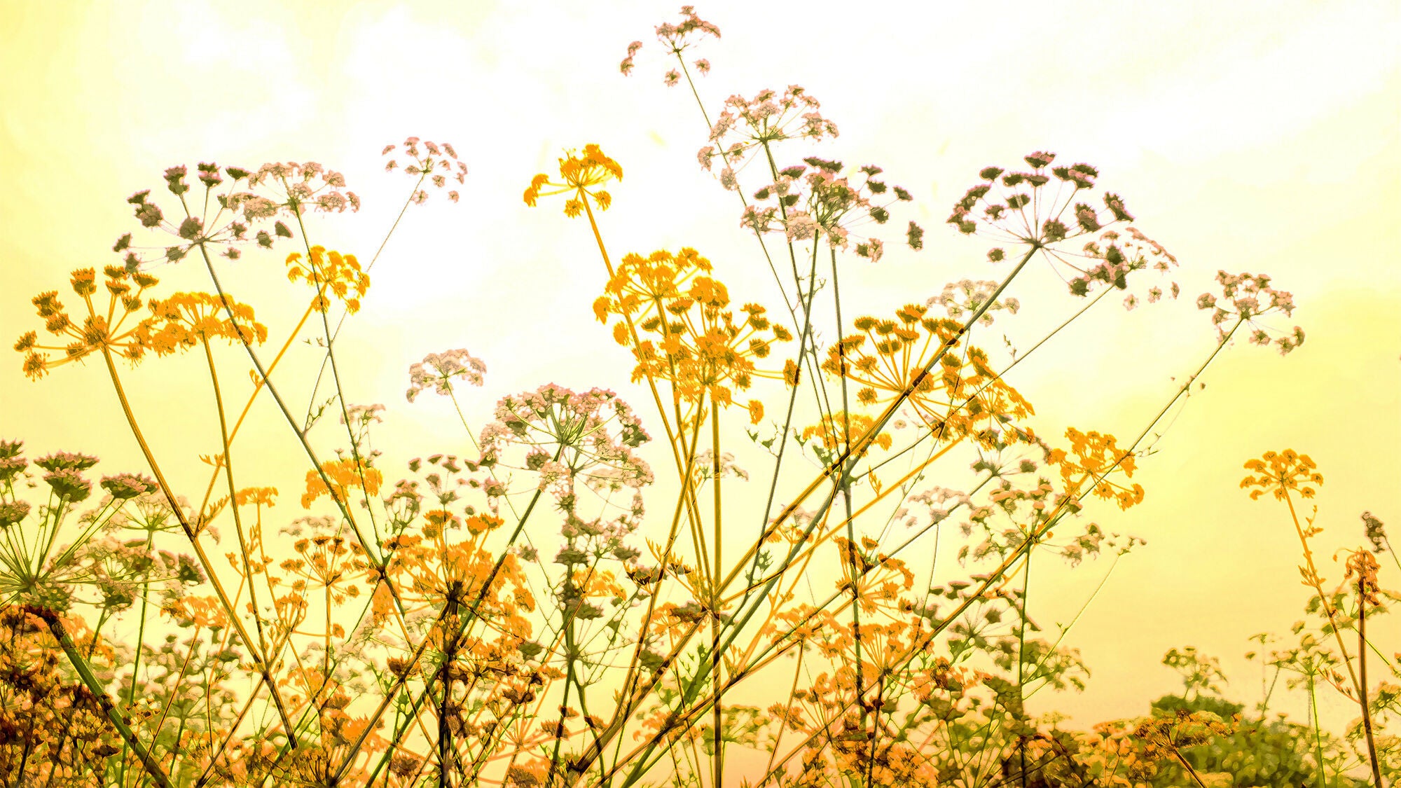 Water Meadow