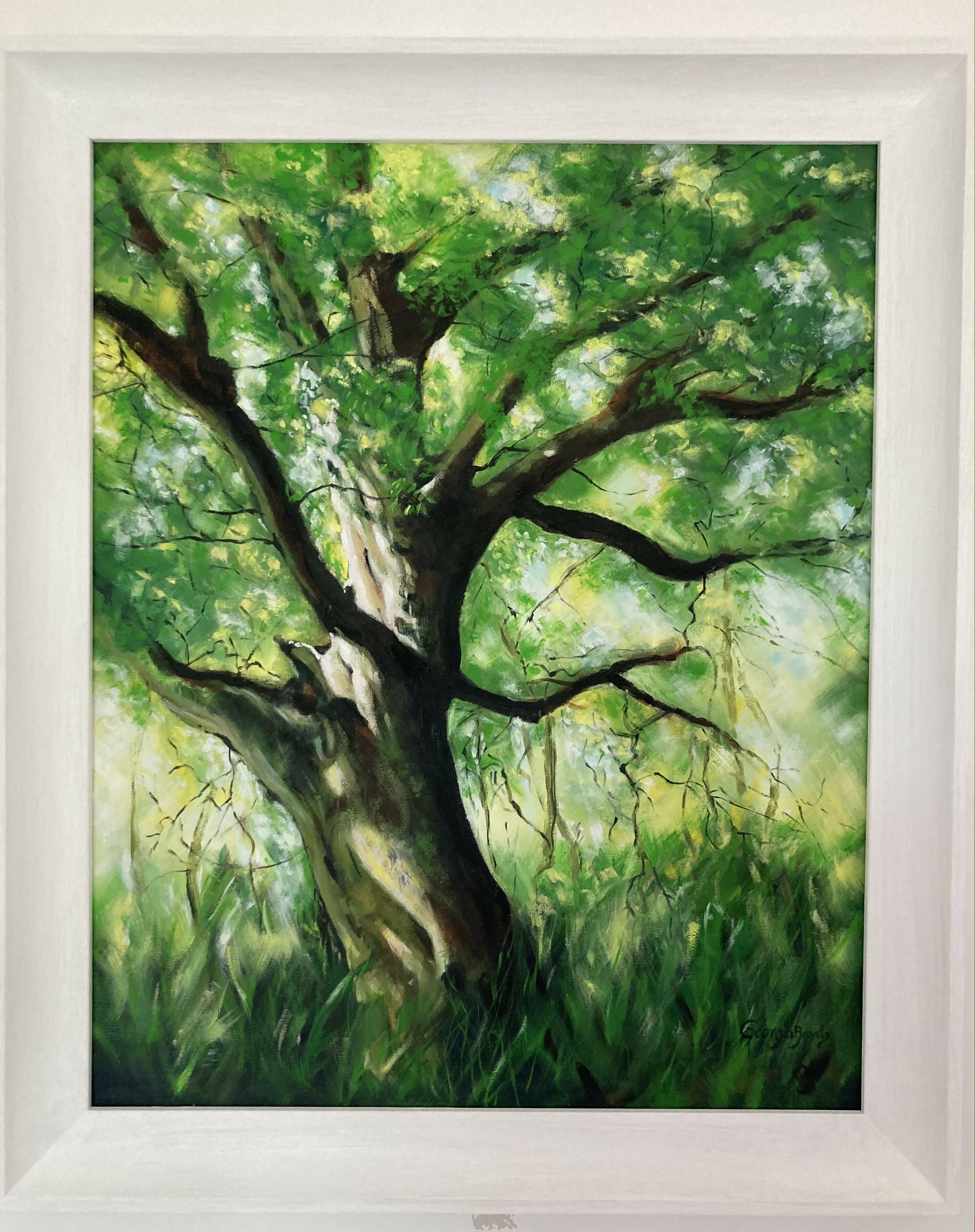 Spring Beech