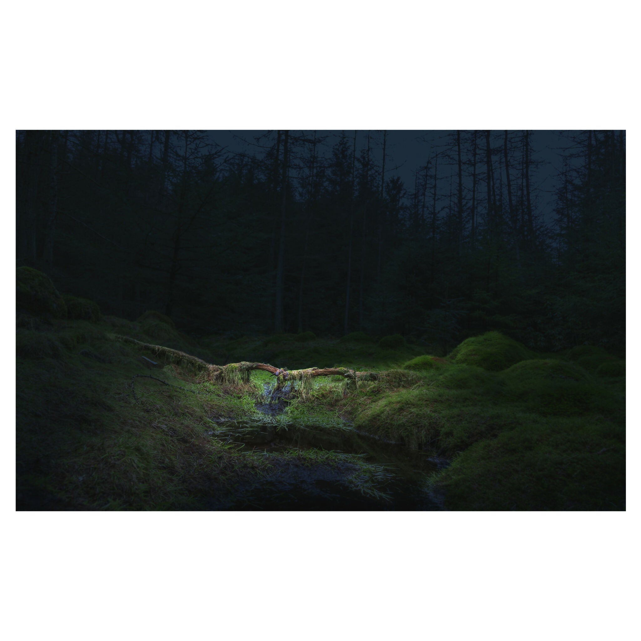 Forest Bathing 22