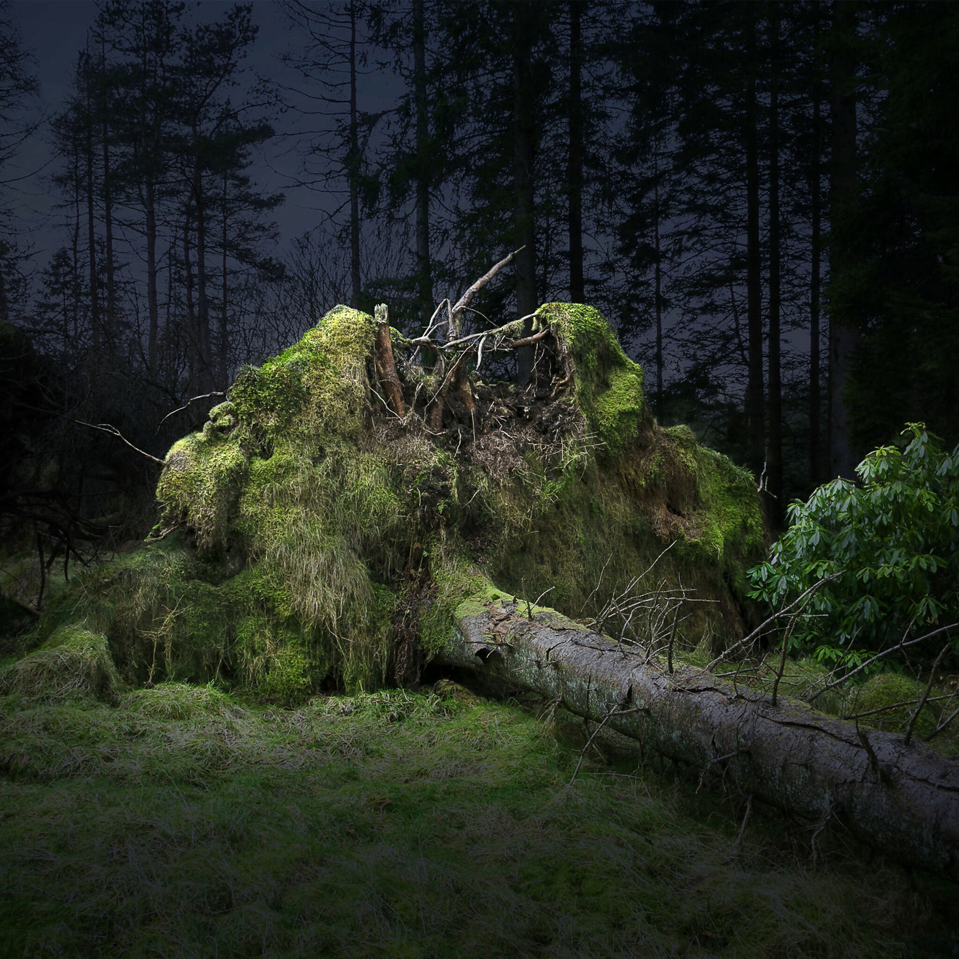 Forest Bathing 4