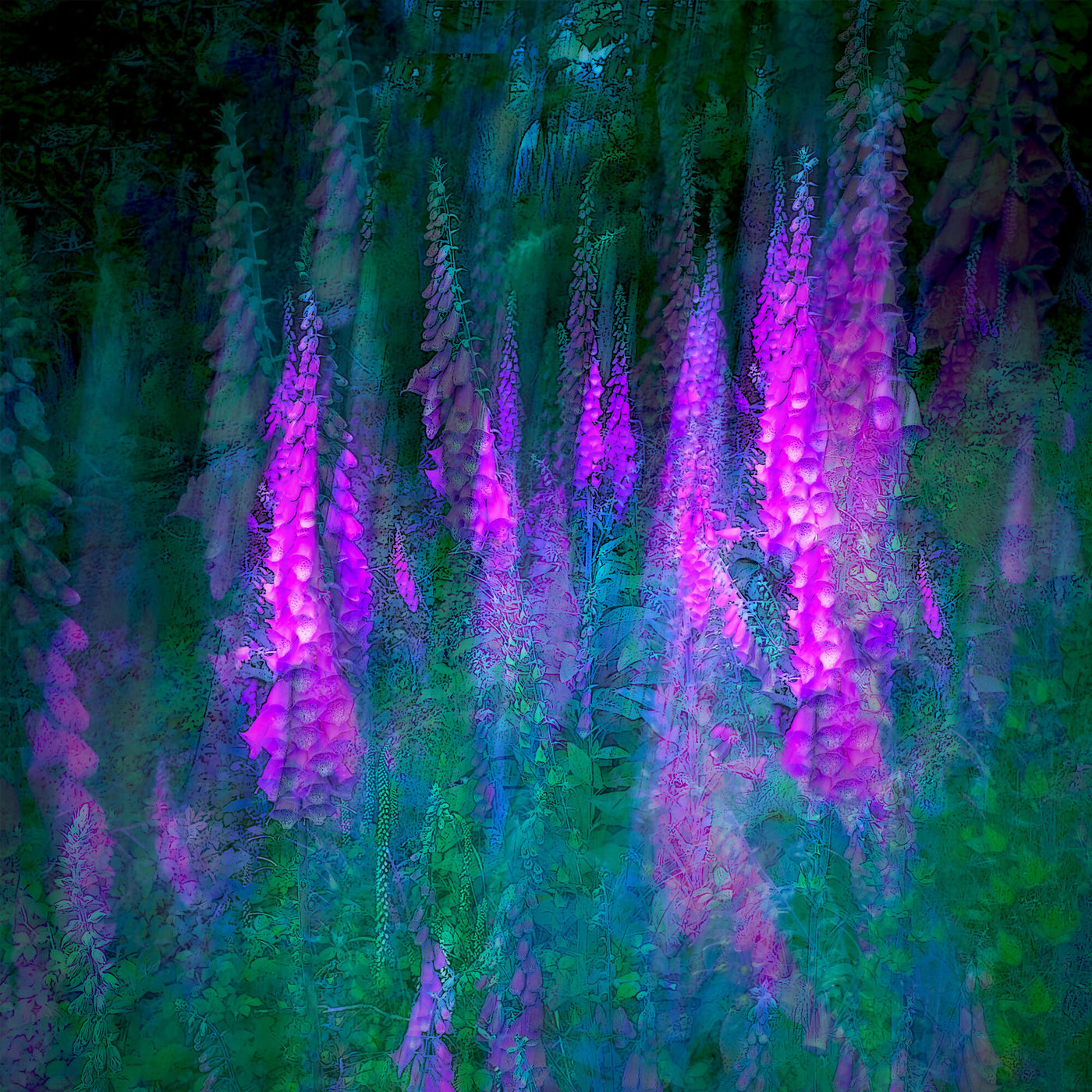 Foxglove glade