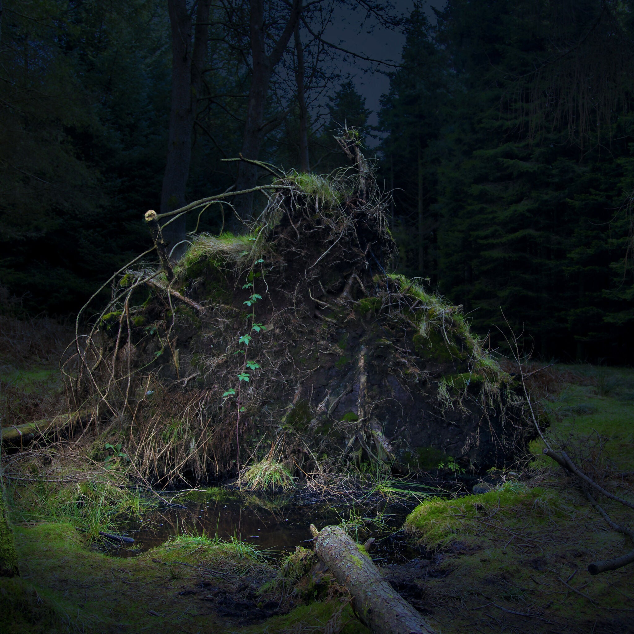 Forest Bathing 3