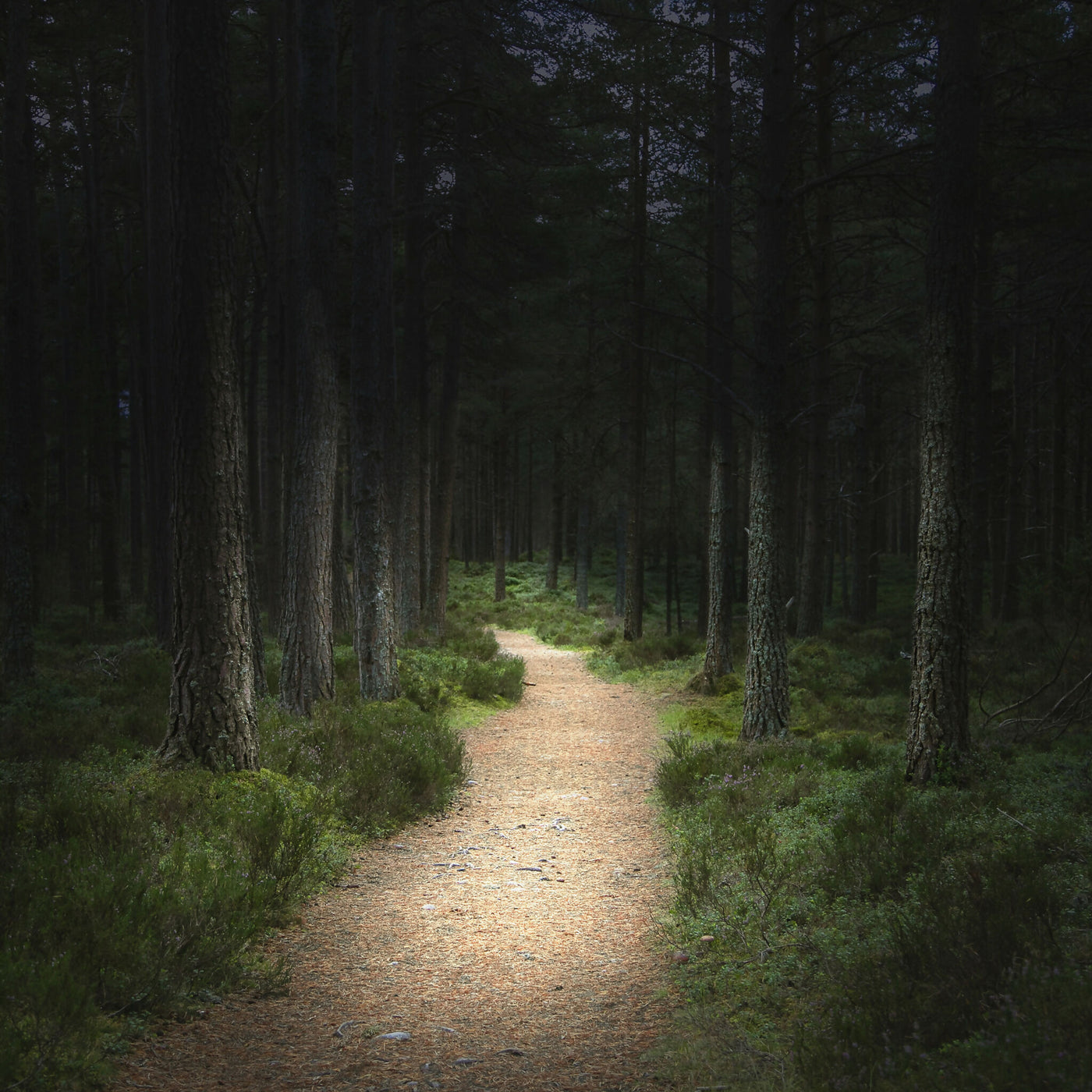 Forest Bathing 1