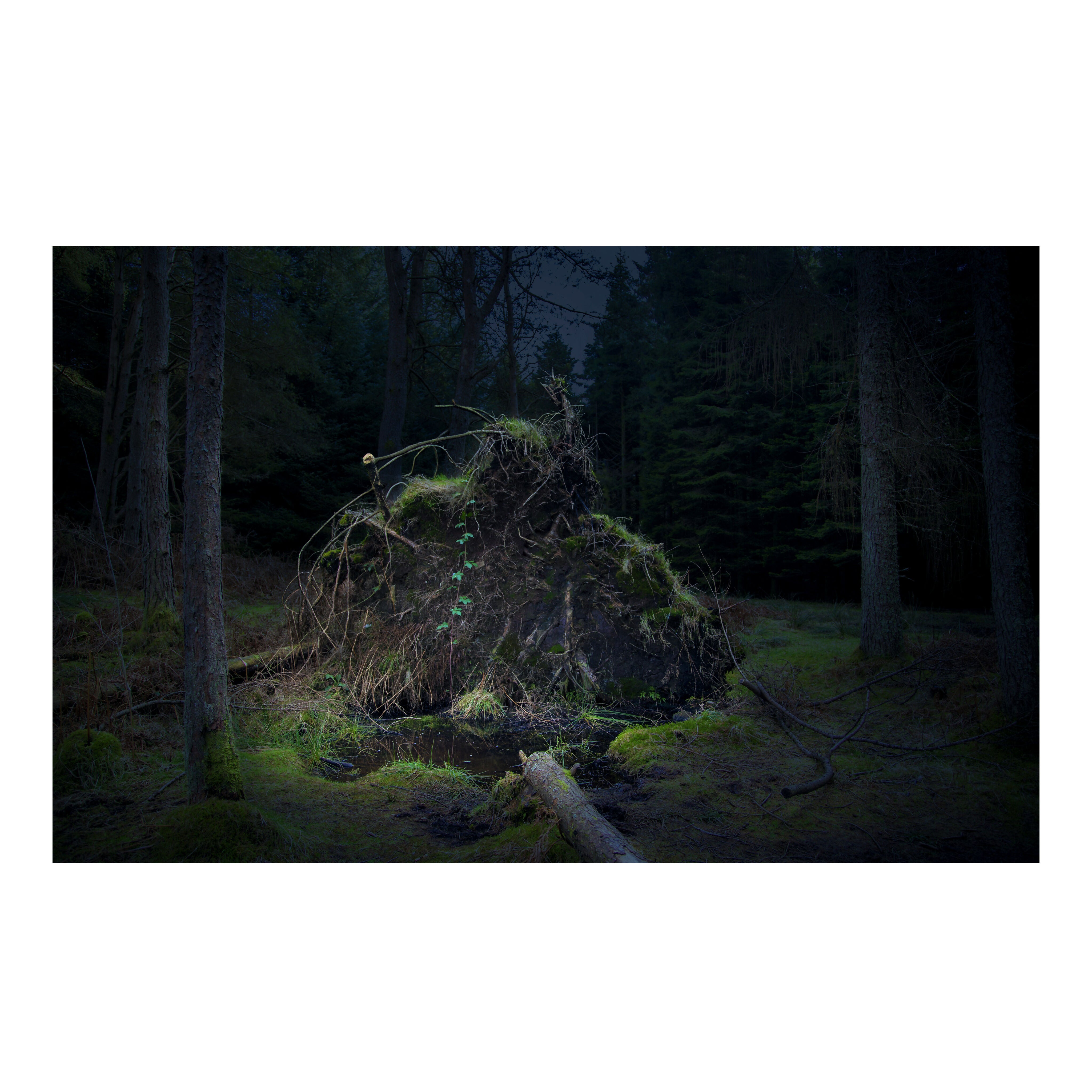 Forest Bathing