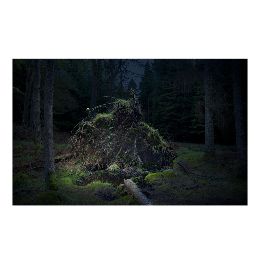 Forest Bathing